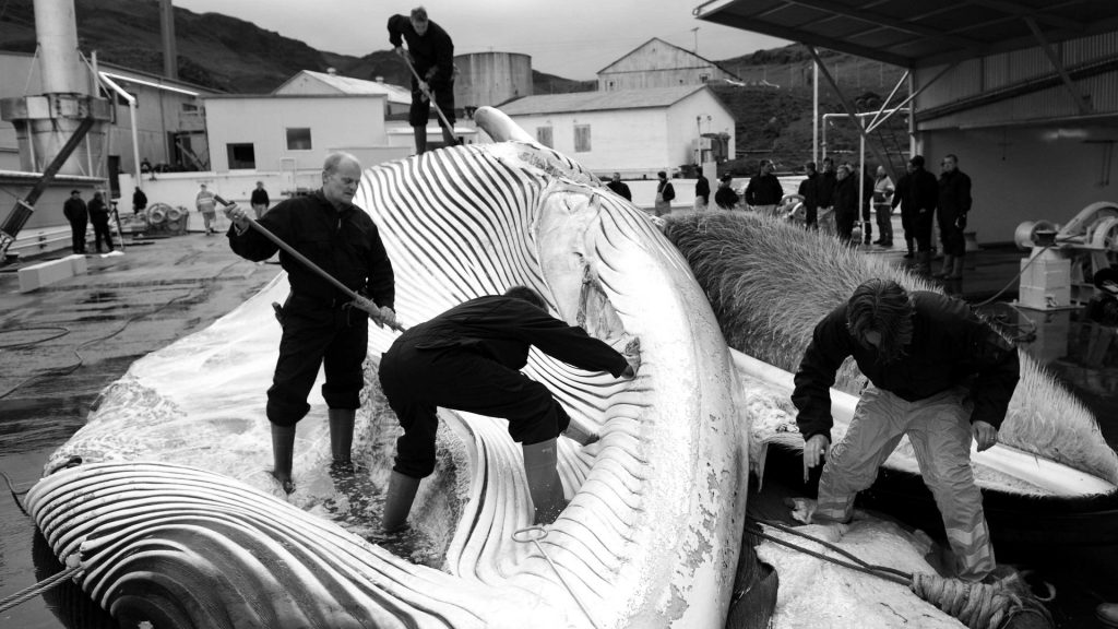 Everyday Philosophy: Iceland's whaling ban is flawed - The New European