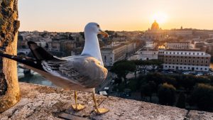A Roman gull beholds its city laid out before it. Photo: Alexander Spatari/Getty