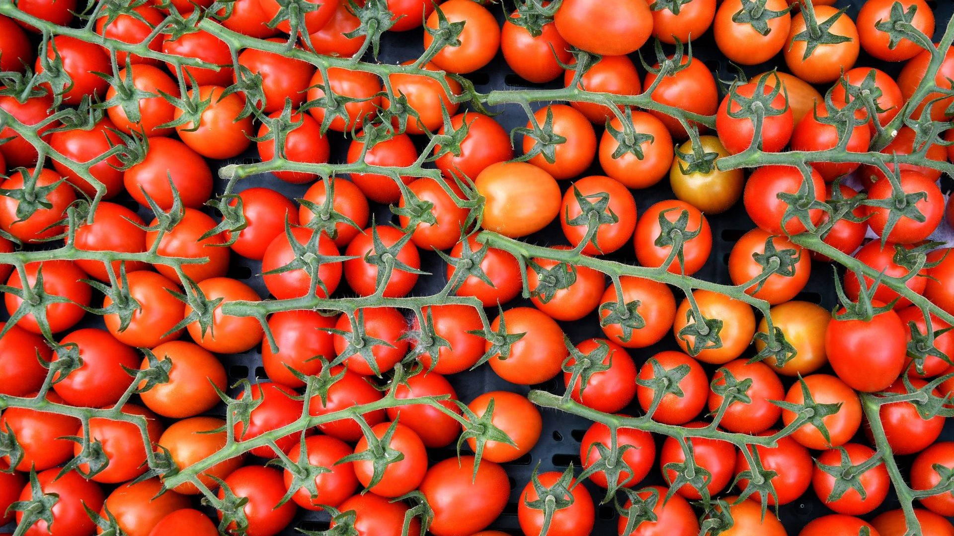Freshly picked tomatoes at the Sfera Agricola farm in Grosseto, Italy. Photo: Getty