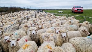 Romney sheep on the farm run by tenant farmers Rob Hodgkins and Jo Franklin. The flock is bred to be as climate-friendly as possible. Photos: James Ball
