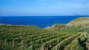  Malvasia vines in 
Capofaro on Salina, 
one of the Aeolian 
Islands north of 
Sicily. Photo: Massimo 
Piacentino/REDA/
 Universal/Getty