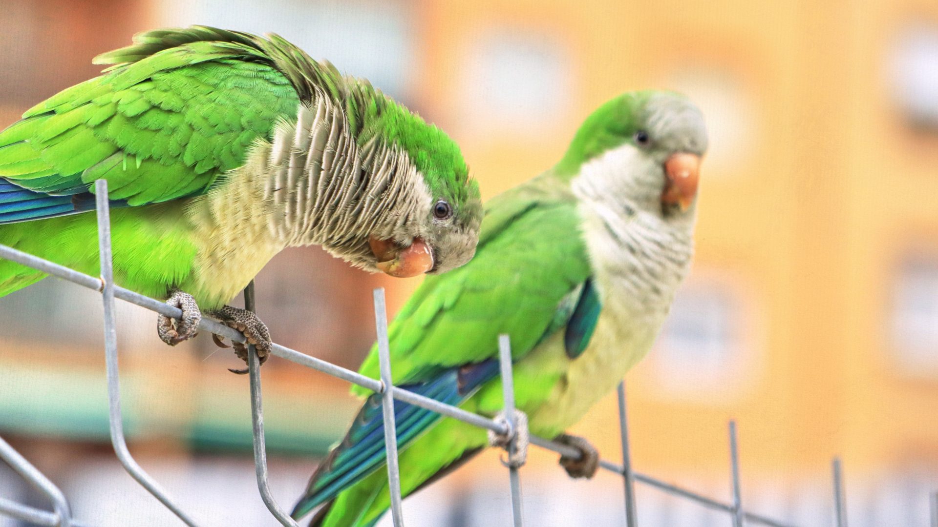 Barcelona is home to a parrot pandemic. Photo: Getty images