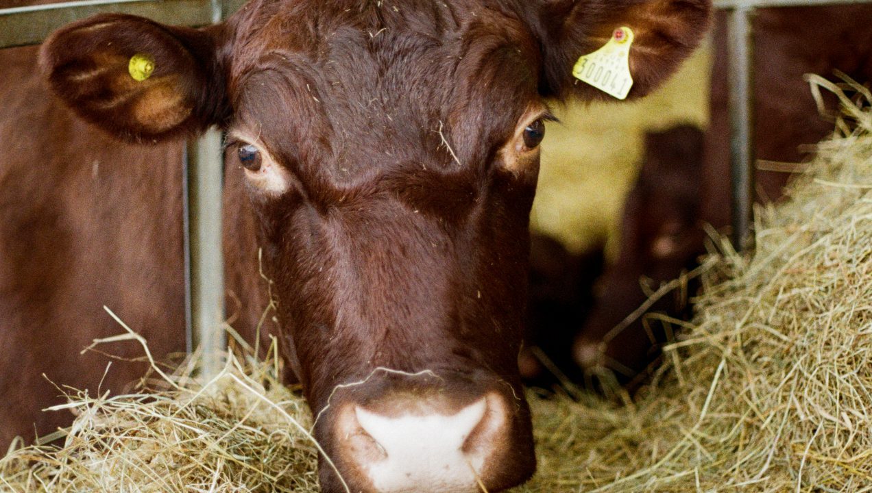 Maraschino the cow. Photo: WTLGI