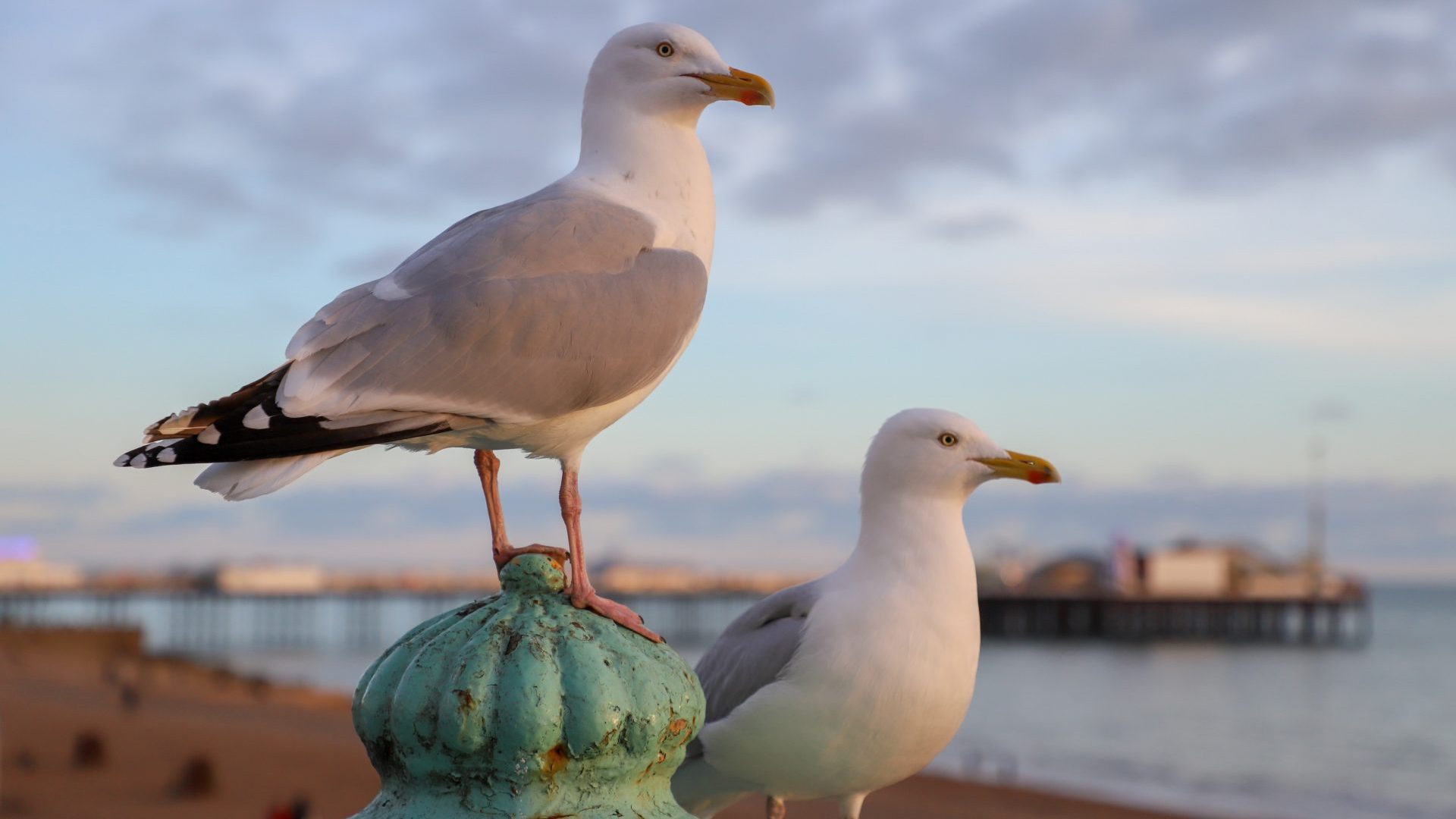 A pair of seagulls, the target of a campaign by Reform MP Rupert Lowe. Photo: Getty